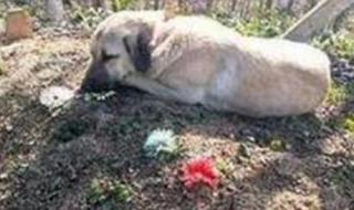 最聪明狗狗去世