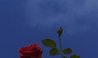 浪漫至死不渝的上一句 浪漫至死不渝的上一句